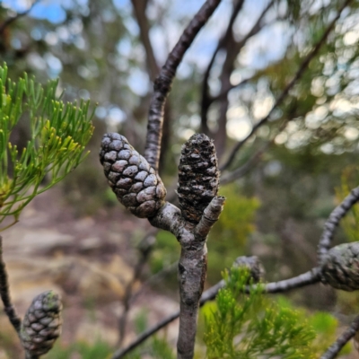 Petrophile pulchella (Conesticks) at Blue Mountains National Park - 17 Apr 2024 by MatthewFrawley