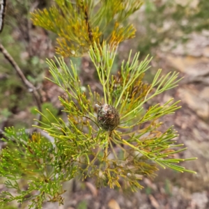 Petrophile pulchella at Blue Mountains National Park - 18 Apr 2024