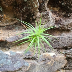 Dracophyllum secundum at Blue Mountains National Park - 17 Apr 2024 by MatthewFrawley