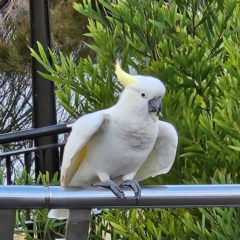 Cacatua galerita (Sulphur-crested Cockatoo) at Katoomba, NSW - 17 Apr 2024 by MatthewFrawley