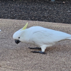 Cacatua galerita at Katoomba, NSW - 18 Apr 2024