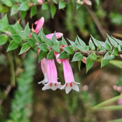 Epacris reclinata (Fuchsia Heath) at Blue Mountains National Park - 17 Apr 2024 by MatthewFrawley