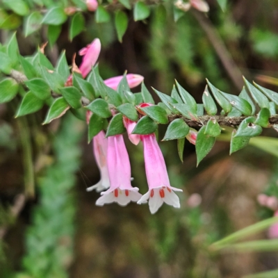 Epacris reclinata (Fuchsia Heath) at Katoomba, NSW - 16 Apr 2024 by MatthewFrawley