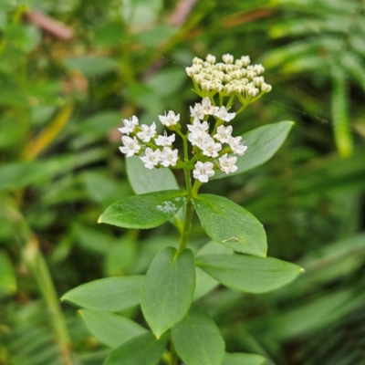 Platysace lanceolata (Shrubby Platysace) at Blue Mountains National Park - 16 Apr 2024 by MatthewFrawley