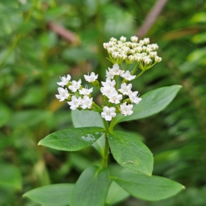 Platysace lanceolata at Blue Mountains National Park - 17 Apr 2024