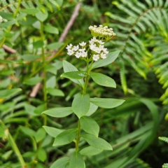 Platysace lanceolata at Blue Mountains National Park - 17 Apr 2024