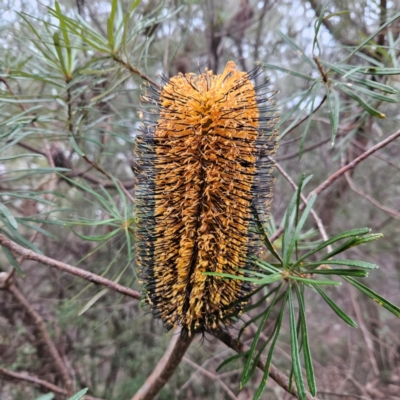 Banksia spinulosa var. cunninghamii (Hairpin Banksia) at Blue Mountains National Park - 16 Apr 2024 by MatthewFrawley