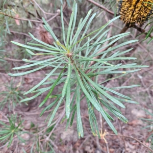 Banksia spinulosa var. cunninghamii at Blue Mountains National Park - 17 Apr 2024