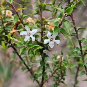 Epacris pulchella at Blue Mountains National Park - 17 Apr 2024