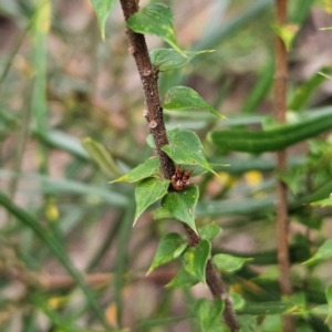 Epacris pulchella at Blue Mountains National Park - 17 Apr 2024