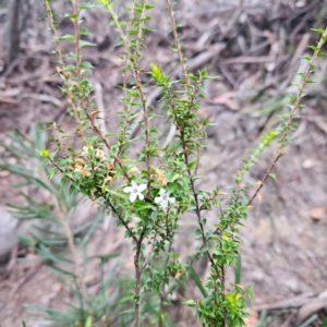 Epacris pulchella at Blue Mountains National Park - 17 Apr 2024