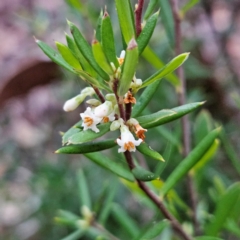 Monotoca scoparia (Broom Heath) at Blue Mountains National Park - 17 Apr 2024 by MatthewFrawley