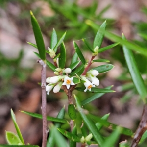 Monotoca scoparia at Blue Mountains National Park - 17 Apr 2024