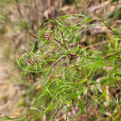 Caustis flexuosa (Curly Wigs) at Blue Mountains National Park - 17 Apr 2024 by MatthewFrawley