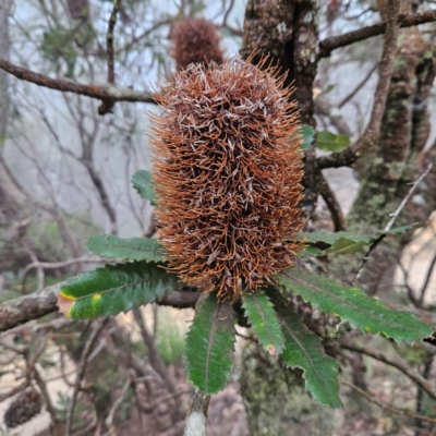 Banksia serrata (Saw Banksia) at Blue Mountains National Park - 16 Apr 2024 by MatthewFrawley