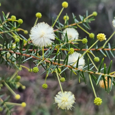 Acacia ulicifolia (Prickly Moses) at Blue Mountains National Park - 16 Apr 2024 by MatthewFrawley