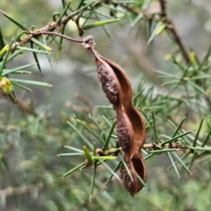 Acacia ulicifolia at Blue Mountains National Park - 17 Apr 2024