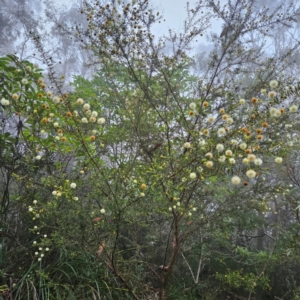 Acacia ulicifolia at Blue Mountains National Park - 17 Apr 2024