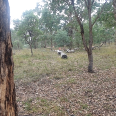 Macropus giganteus (Eastern Grey Kangaroo) at Watson, ACT - 17 Apr 2024 by AdrianM