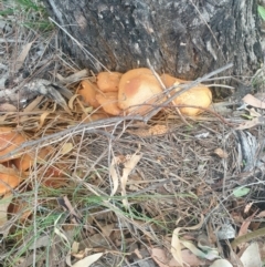 Gymnopilus junonius (Spectacular Rustgill) at Watson Green Space - 17 Apr 2024 by AdrianM