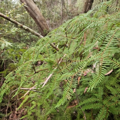 Gleichenia microphylla (Scrambling Coral Fern) at Blue Mountains National Park - 17 Apr 2024 by MatthewFrawley