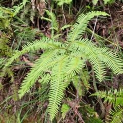 Sticherus flabellatus (Shiny Fan-fern, Umbrella Fern) at Blue Mountains National Park - 17 Apr 2024 by MatthewFrawley