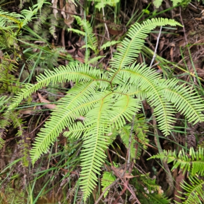 Sticherus flabellatus (Shiny Fan-fern, Umbrella Fern) at Blue Mountains National Park - 17 Apr 2024 by MatthewFrawley