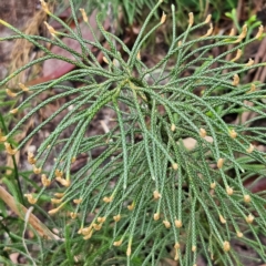 Lycopodium deuterodensum (Bushy Club Moss) at Katoomba, NSW - 16 Apr 2024 by MatthewFrawley