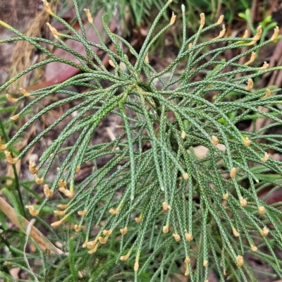 Lycopodium deuterodensum (Bushy Club Moss) at Katoomba, NSW - 16 Apr 2024 by MatthewFrawley