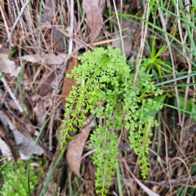 Lindsaea microphylla (Lacy Wedge-fern) at Blue Mountains National Park - 16 Apr 2024 by MatthewFrawley