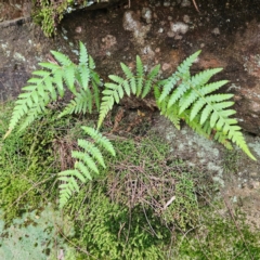 Unidentified Fern or Clubmoss at Blue Mountains National Park - 16 Apr 2024 by MatthewFrawley