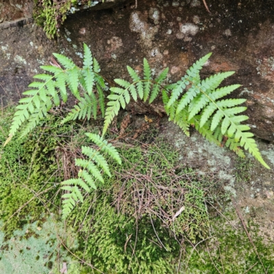 Dicksonia antarctica at suppressed - 16 Apr 2024 by MatthewFrawley