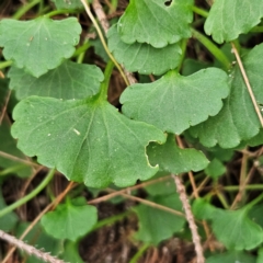 Viola hederacea (Ivy-leaved Violet) at Blue Mountains National Park - 16 Apr 2024 by MatthewFrawley