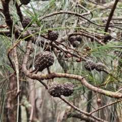 Allocasuarina littoralis (Black She-oak) at Katoomba, NSW - 16 Apr 2024 by MatthewFrawley