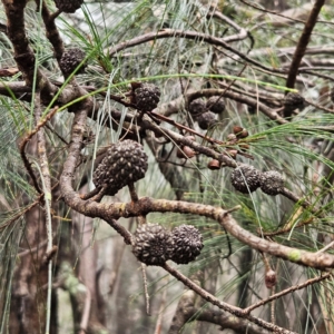 Allocasuarina littoralis at Blue Mountains National Park - 17 Apr 2024