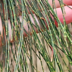 Allocasuarina littoralis at Blue Mountains National Park - 17 Apr 2024