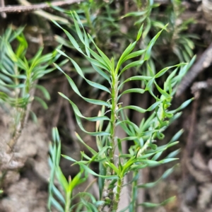 Lomandra obliqua at Blue Mountains National Park - 17 Apr 2024