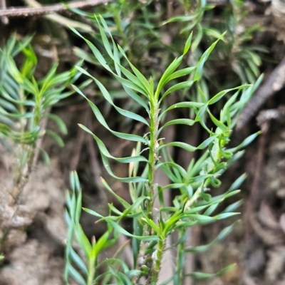 Lomandra obliqua (Twisted Matrush) at Blue Mountains National Park - 16 Apr 2024 by MatthewFrawley