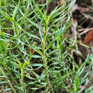 Lomandra obliqua at Blue Mountains National Park - 17 Apr 2024