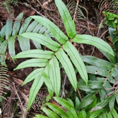 Blechnum wattsii (Hard Water Fern) at Blue Mountains National Park - 16 Apr 2024 by MatthewFrawley