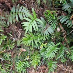 Blechnum wattsii at Blue Mountains National Park - 17 Apr 2024