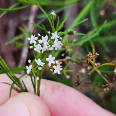 Platysace linearifolia (Narrow-leaved Platysace) at Katoomba, NSW - 17 Apr 2024 by MatthewFrawley