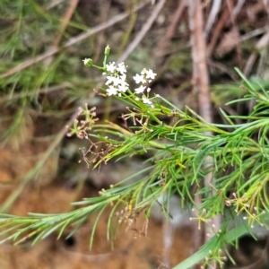 Platysace linearifolia at Katoomba, NSW - 17 Apr 2024