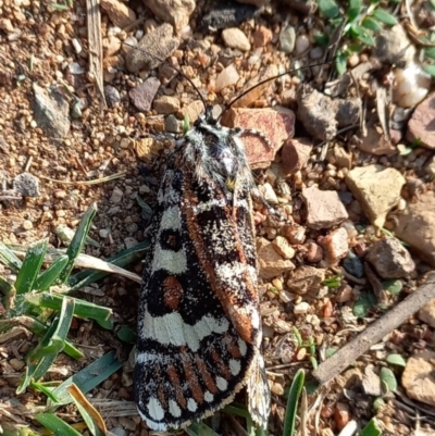 Apina callisto (Pasture Day Moth) at Queanbeyan West, NSW - 17 Apr 2024 by Paul4K