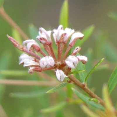 Grevillea phylicoides (Grey Spider Flower) at Nattai National Park - 17 Apr 2024 by Curiosity