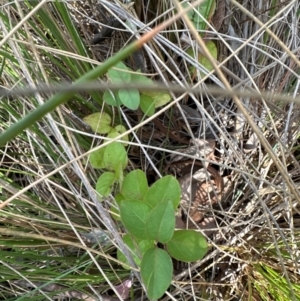 Lonicera japonica at Aranda, ACT - 18 Apr 2024