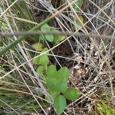 Lonicera japonica (Japanese Honeysuckle) at Aranda Bushland - 18 Apr 2024 by lbradley