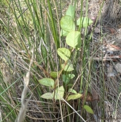 Lonicera japonica at Aranda, ACT - 18 Apr 2024