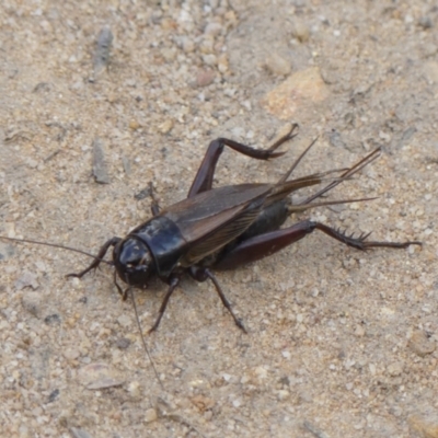 Teleogryllus commodus (Black Field Cricket) at Wattle Ridge - 17 Apr 2024 by Curiosity