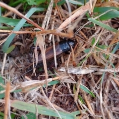 Teleogryllus commodus (Black Field Cricket) at Symonston, ACT - 7 Apr 2024 by CallumBraeRuralProperty